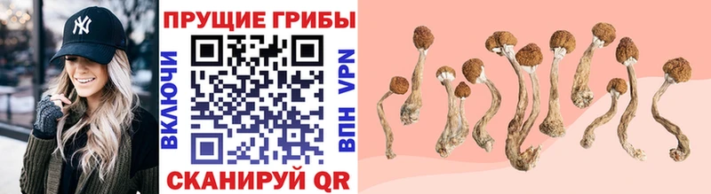 Галлюциногенные грибы GOLDEN TEACHER  Нальчик 